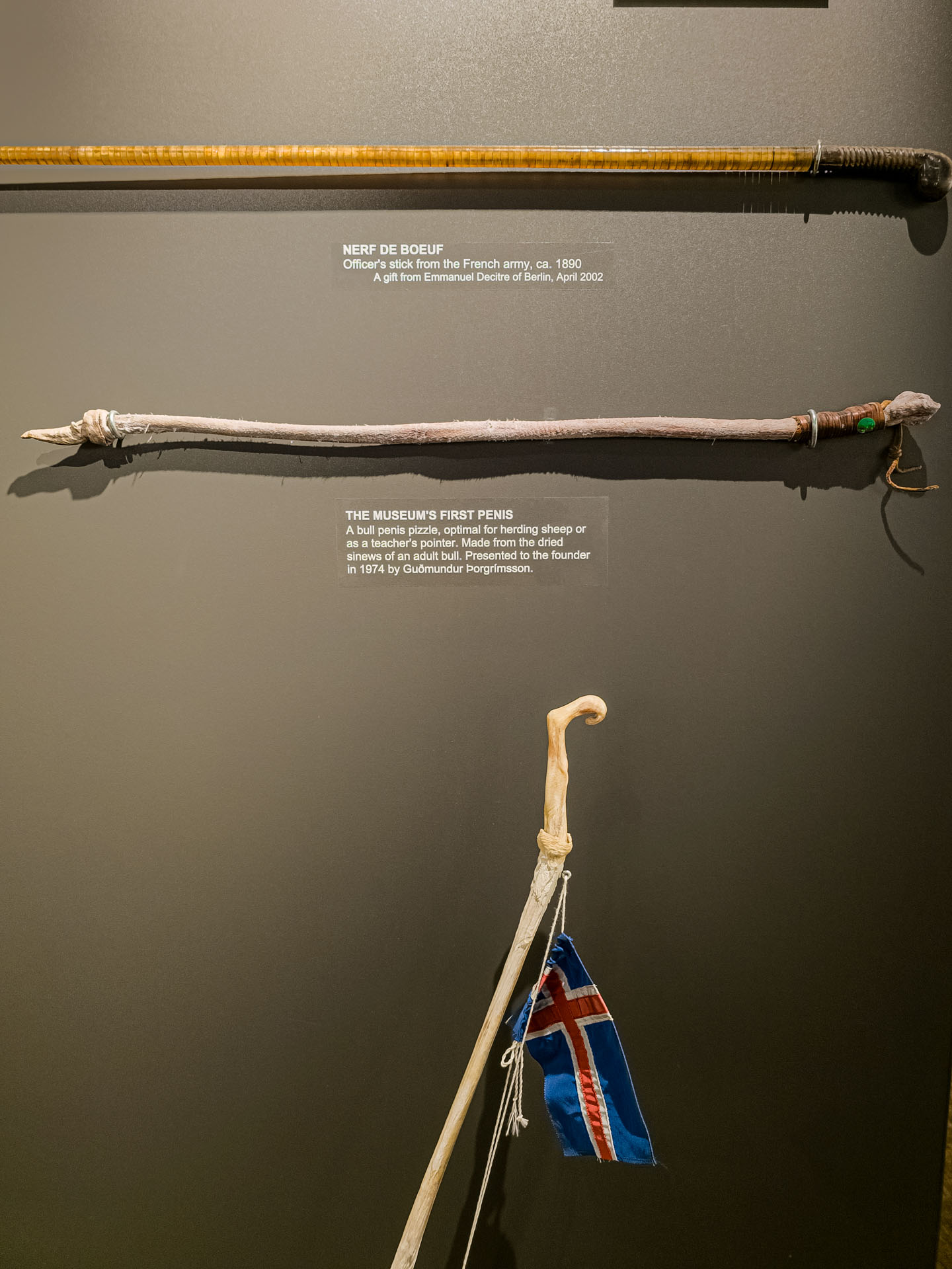 The 1st penis at the Icelandic Phallological Museum in Reykjavik