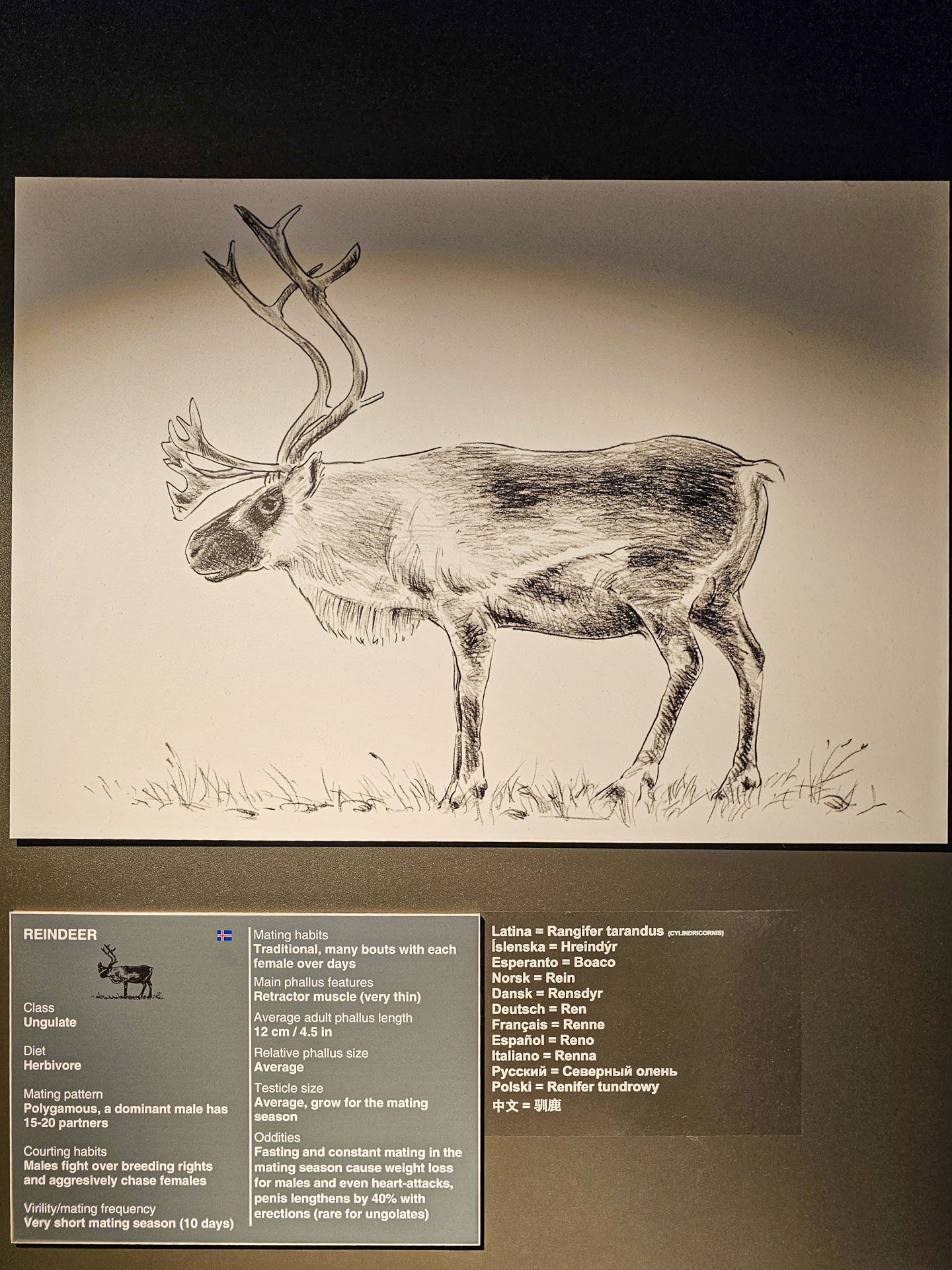 Reindeer info at the Icelandic Phallological Museum in Reykjavik