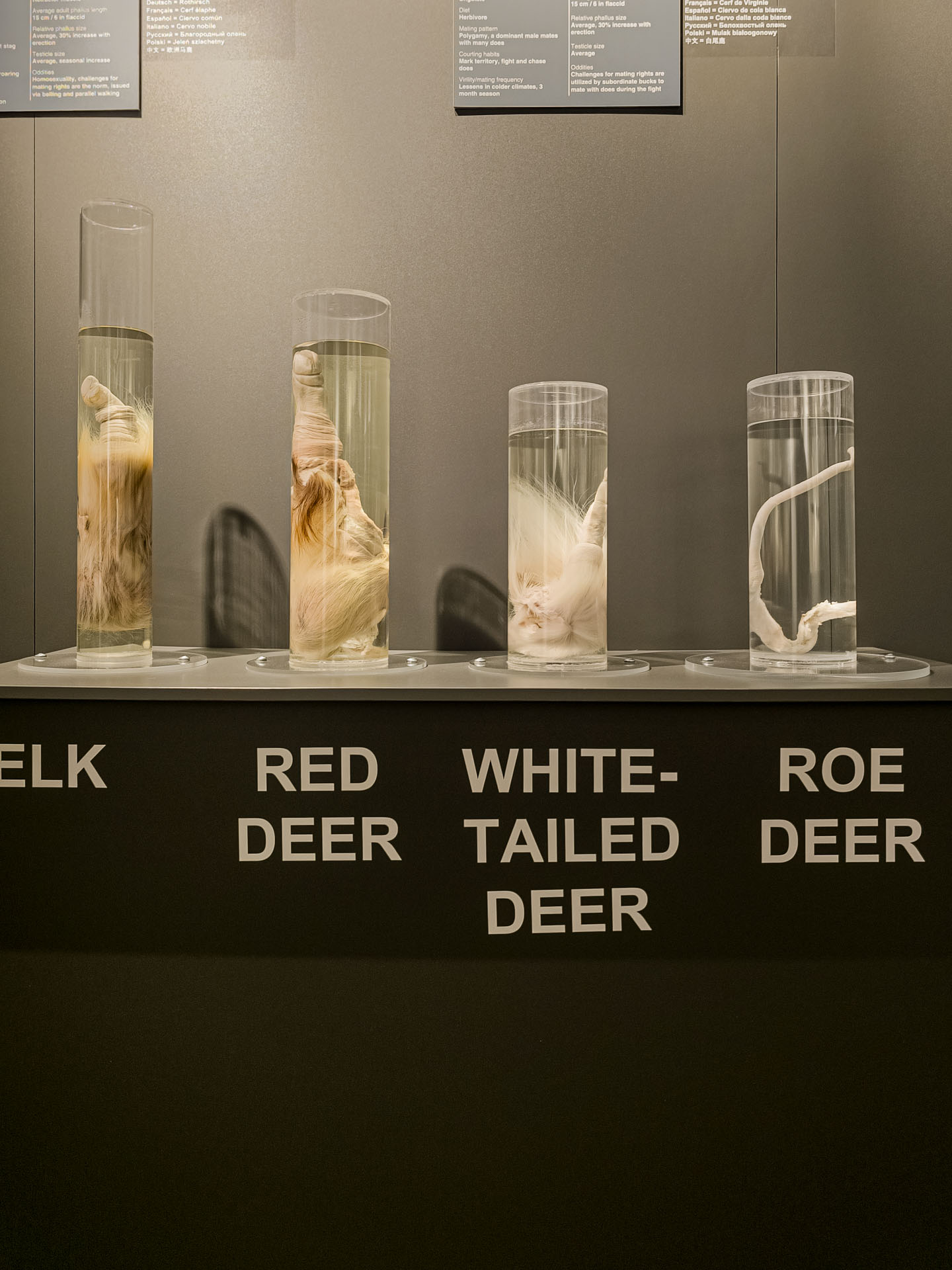 Deer penises at the Icelandic Phallological Museum in Reykjavik