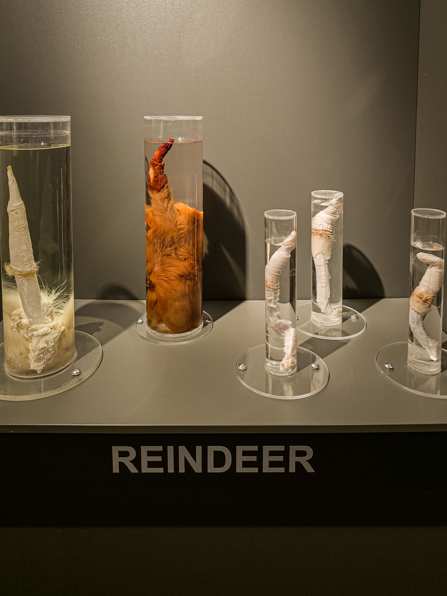 Reindeer penis at the Icelandic Phallological Museum in Reykjavik