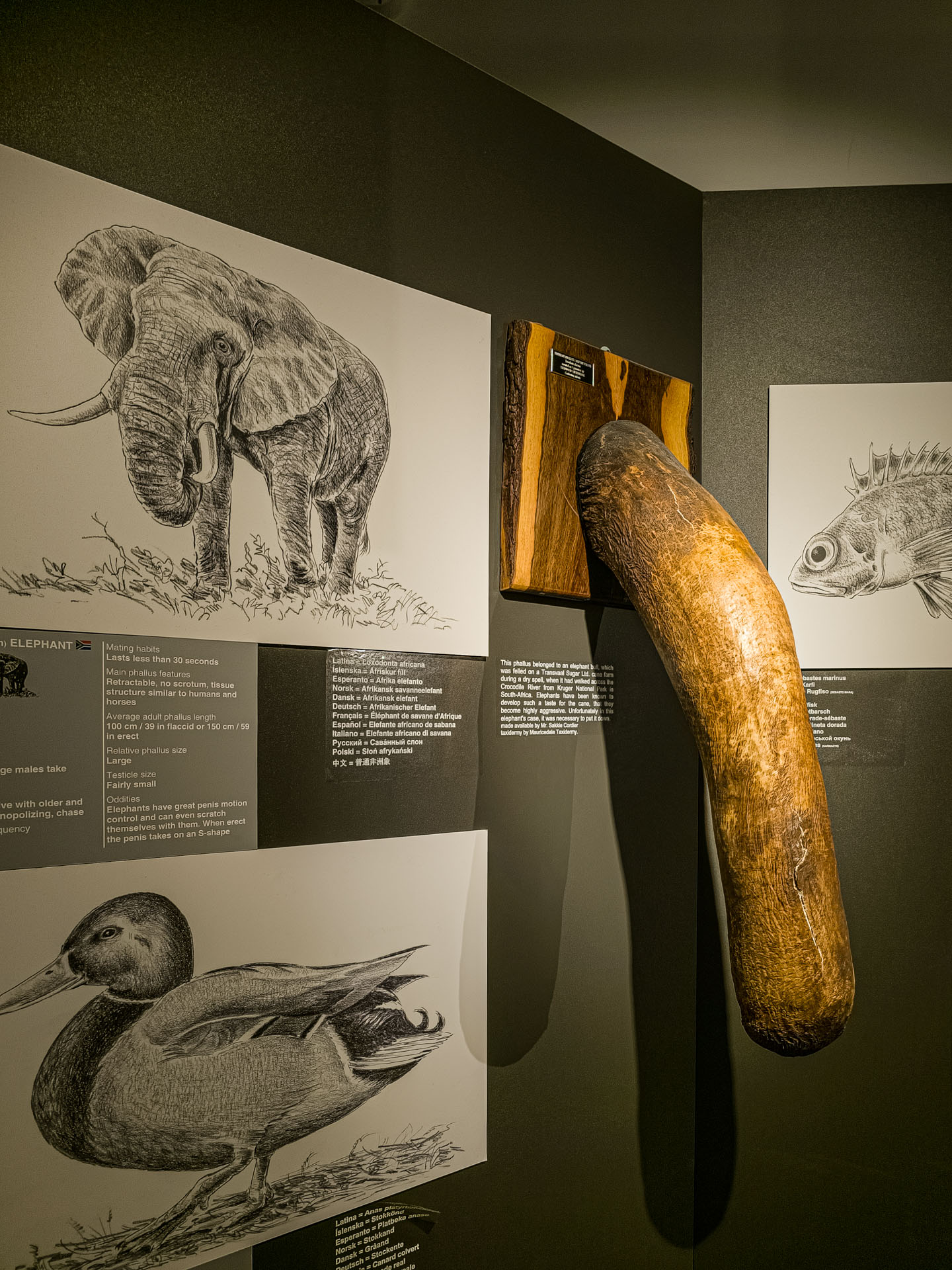 Elephant penis at the Icelandic Phallological Museum in Reykjavik