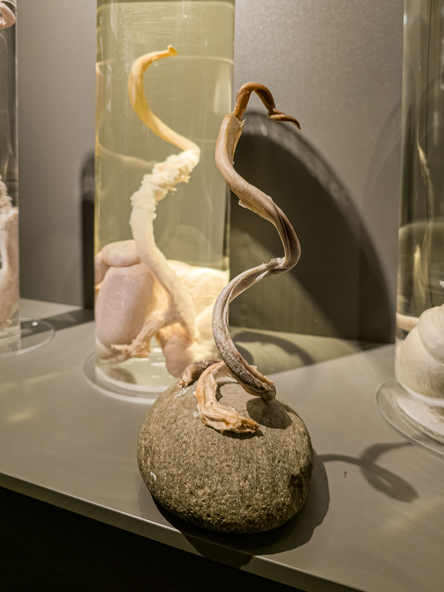 Pigs spiral penis at at the Icelandic Phallological Museum in Reykjavik