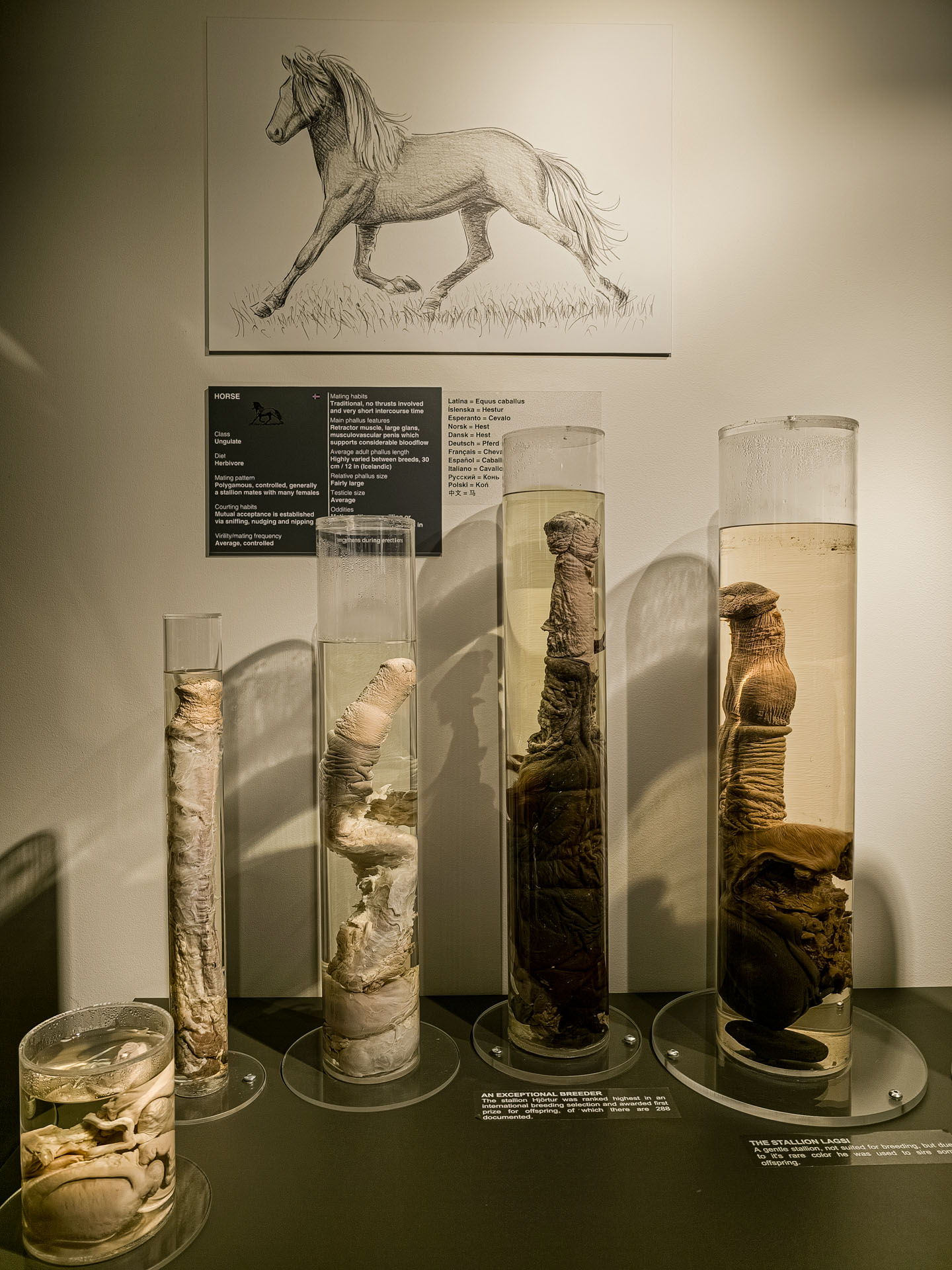 Horse penis at the Icelandic Phallological Museum in Reykjavik