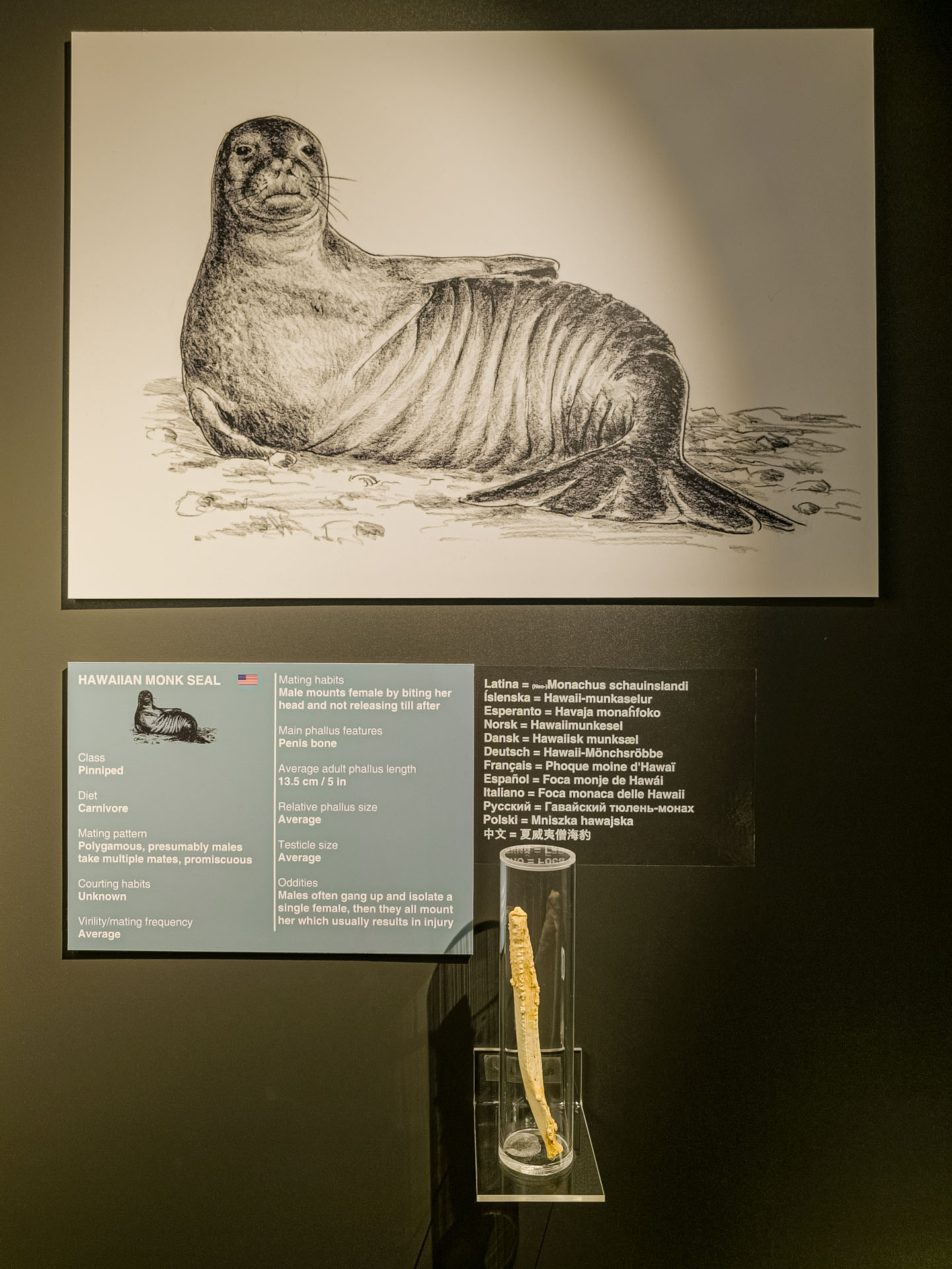 Seal penis at the Icelandic Phallological Museum in Reykjavik