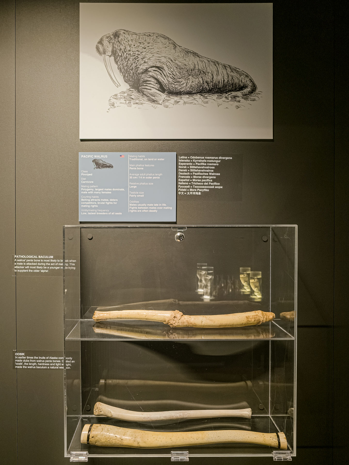 Walrus penis at the Icelandic Phallological Museum in Reykjavik