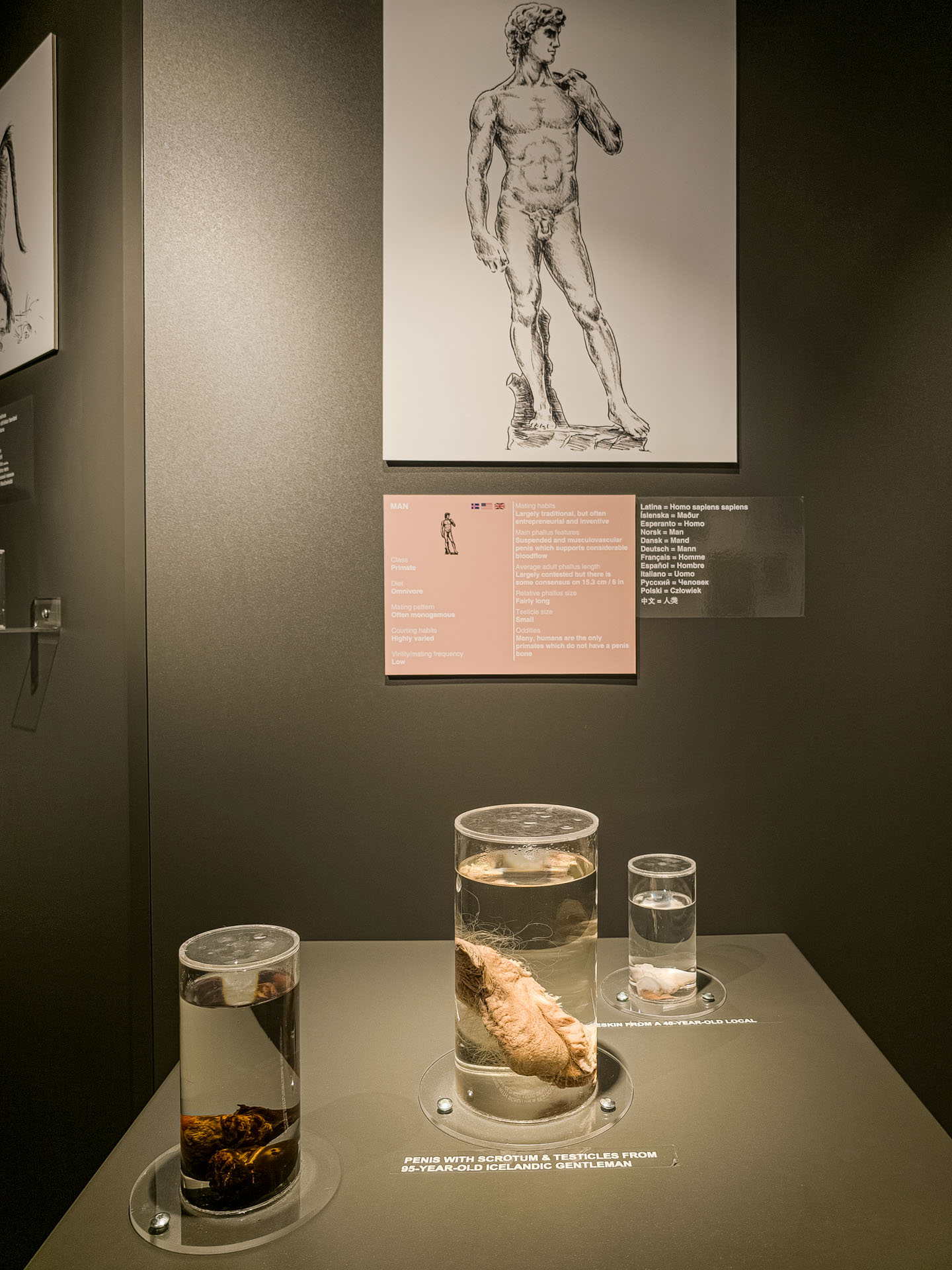 Human penis at the Icelandic Phallological Museum in Reykjavik