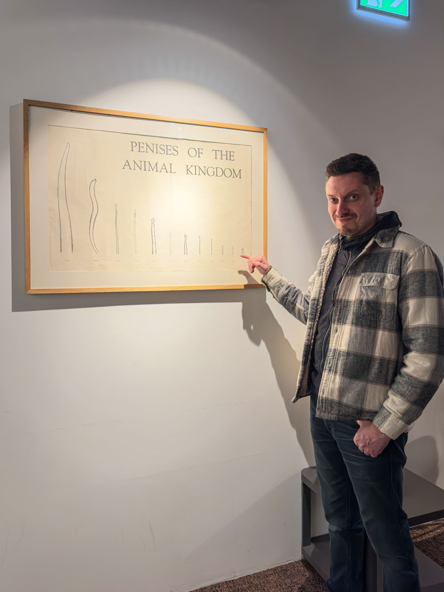 Animal penis sizes at the Icelandic Phallological Museum in Reykjavik