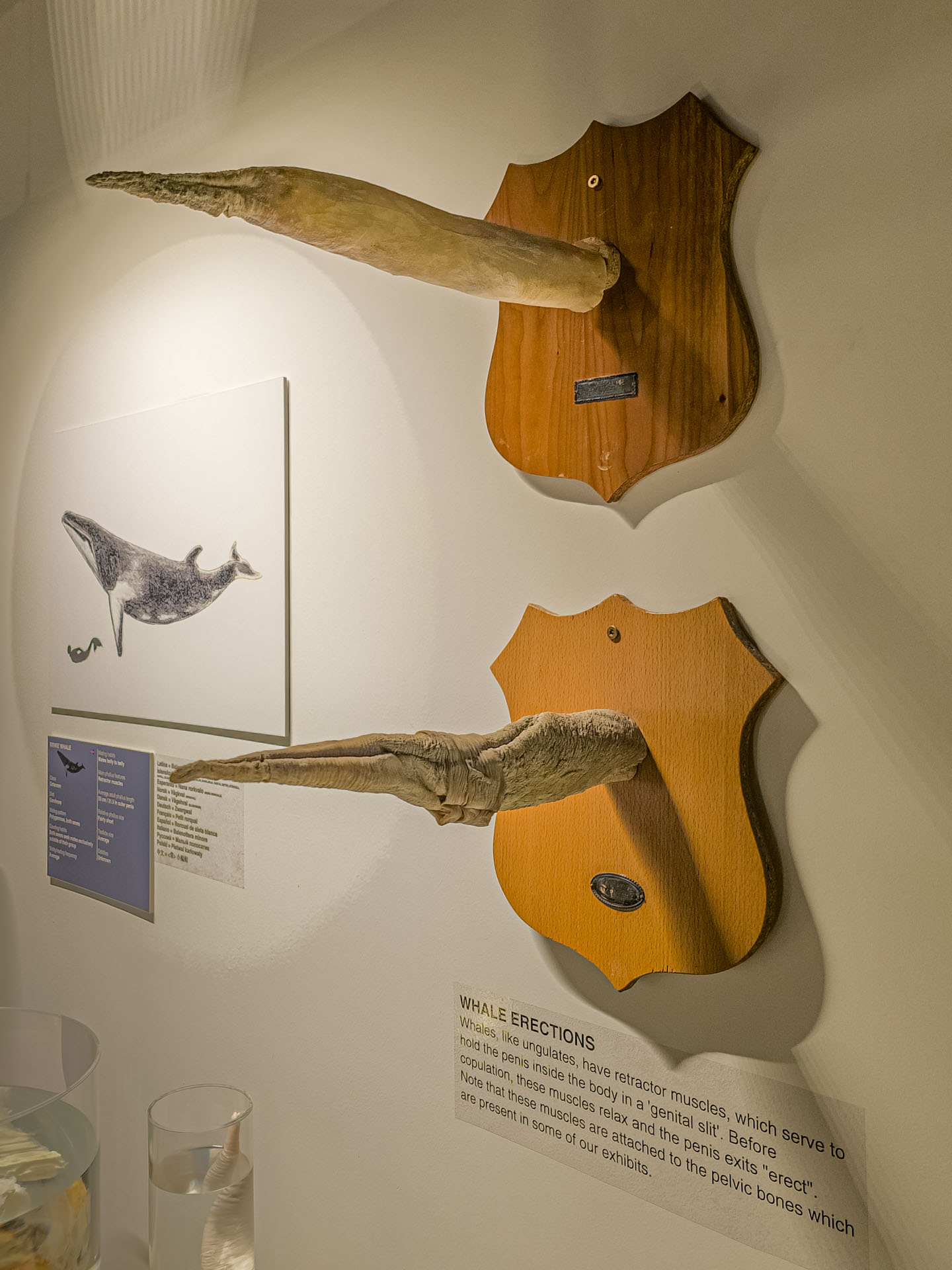 Whale erections at the Icelandic Phallological Museum